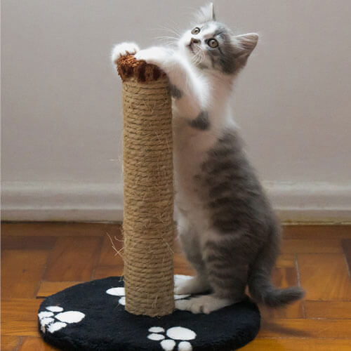 Cat with scratching post